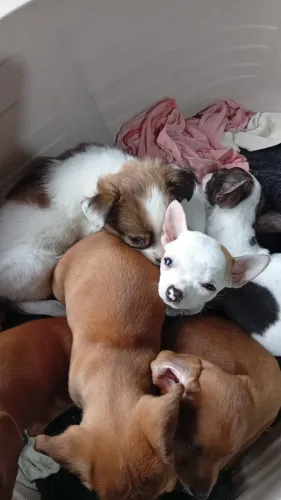 Filhotes chihuahua