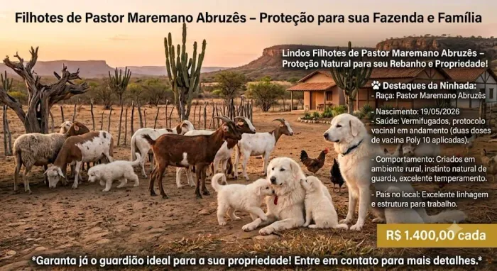 Filhotes de Pastor Maremano