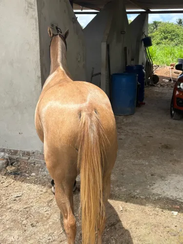 Cavalo Qm