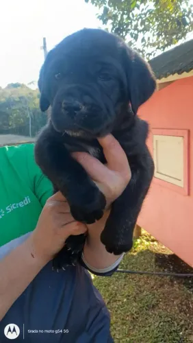 Cane Corso