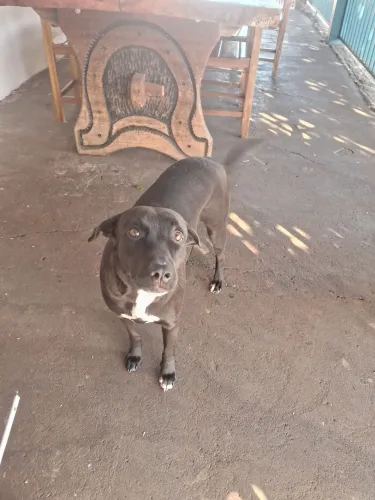Cachorra fêmea doaçao