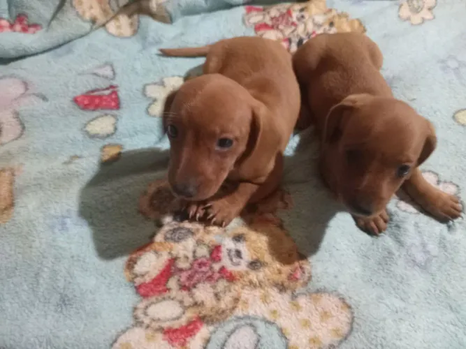 Filhotes fêmea Dachshund