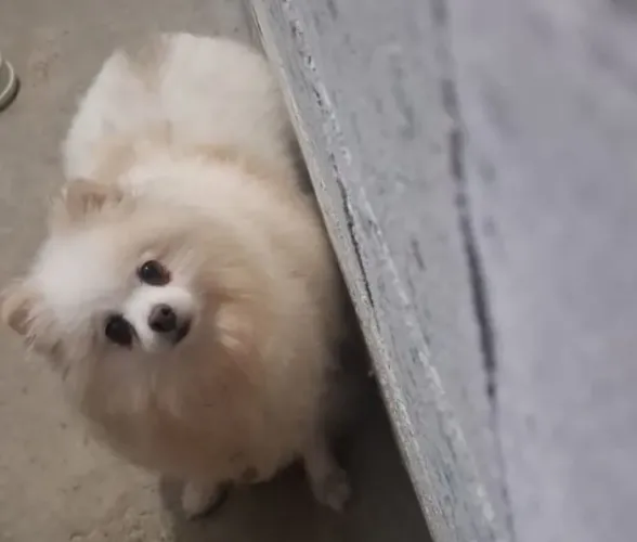 Lulu da pomerania femea 