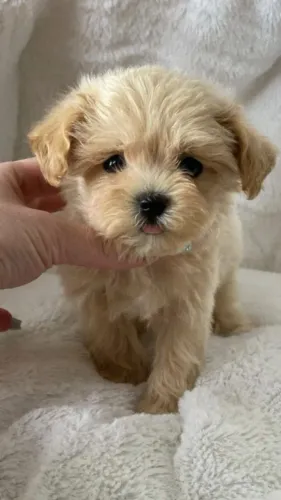 Filhotes de Poodle - Prontos para Levar Mais Alegria ao Seu Lar