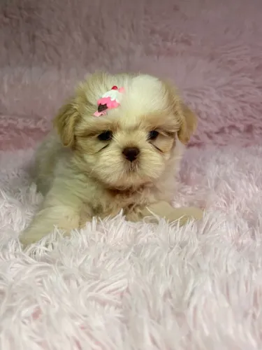 Linda fêmea de shih-tzu disponível 