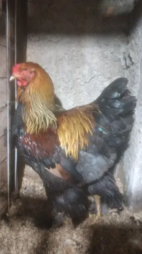 Brahma