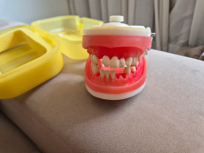 manequim dentística pronew