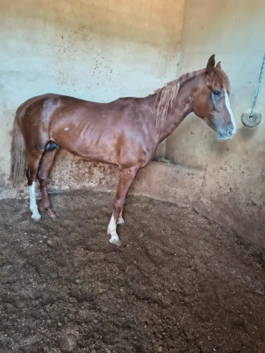 Vendo cavalo inteiro marcha batida pisador valor 10mil cidade Jaboticabal é PV *
