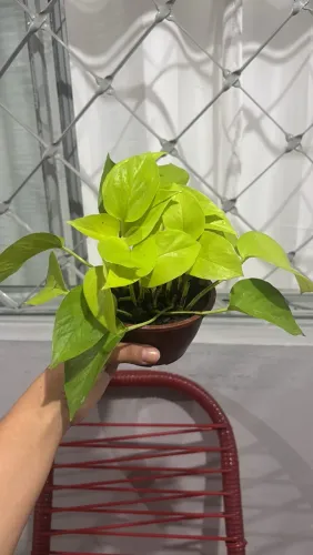 Mudas de planta jiboia