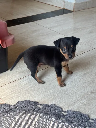 Filhote de Pinscher