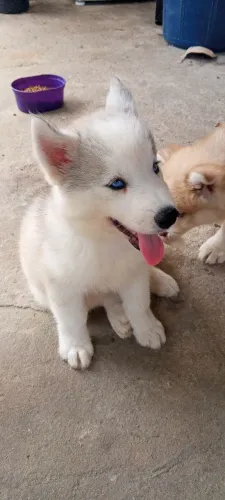 Husky siberiano