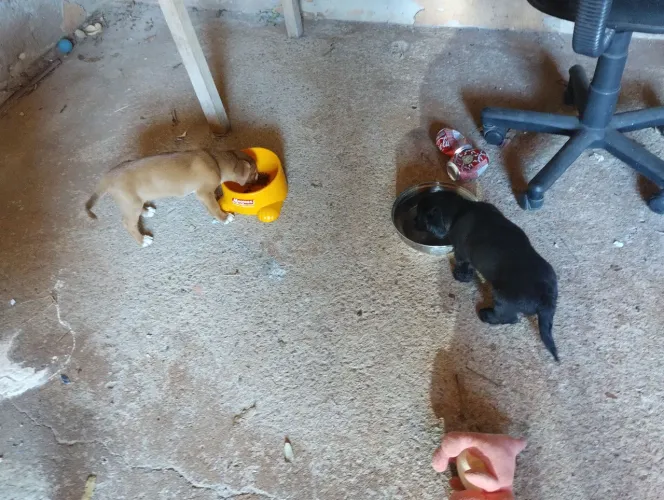 Filhotes de cachorro para doação.