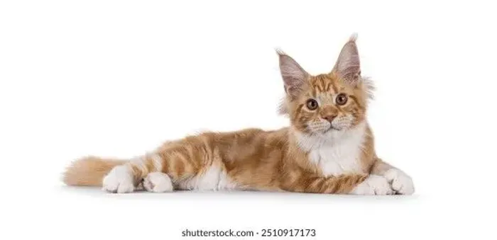 Maine coon macho red com branco