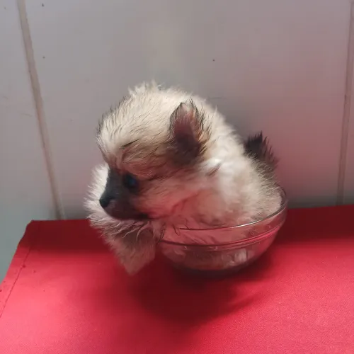 SPITZ ALEMÃO ANÃOZINHA.(Lulu da Pomerania)