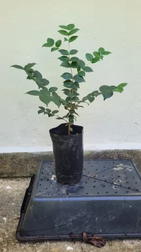 Mudas da rara e saborosa pitangatuba