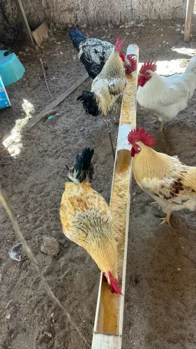 Galo capoeira 
