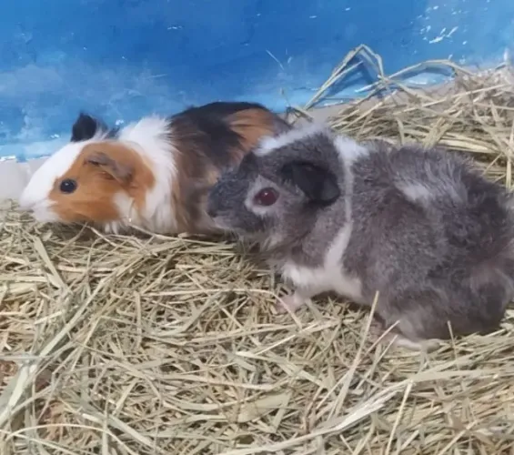 2 porcos da Índia fêmea + saco de feno