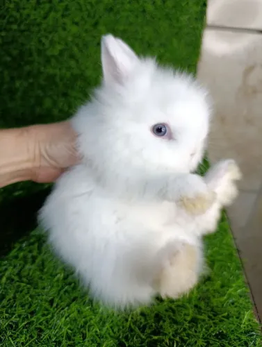 Mini Coelhos