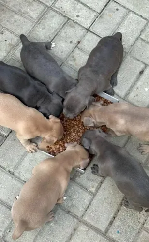 filhote de pit bull pra adoção 