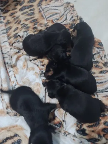Cachorro Pincher 1