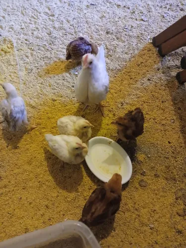 Pintinhos de galinha poedeira