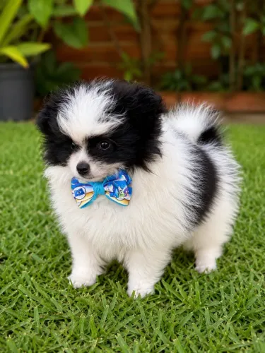 Lulu da Pomerania macho 