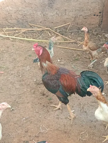 Galo
