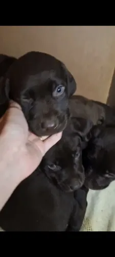 Lindos filhotes de labrador chocolate