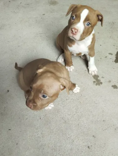 Cachorros
