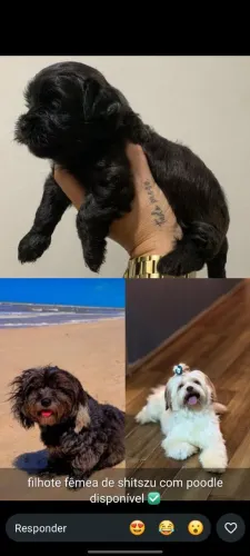 Filhote de Shitzu com Poodle
