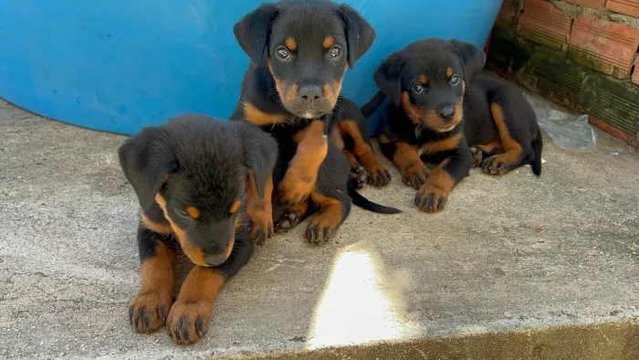 Filhotes de rottweiler