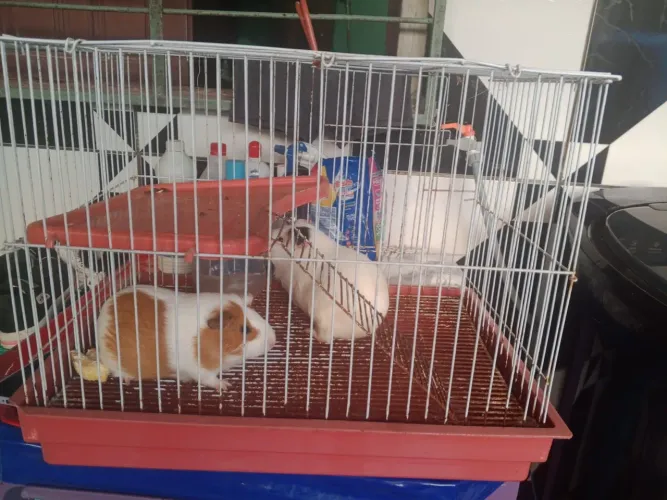 Vendo 2 porquinha da inda cm a gaiola 