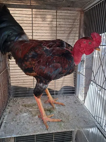 Galo índio gigante