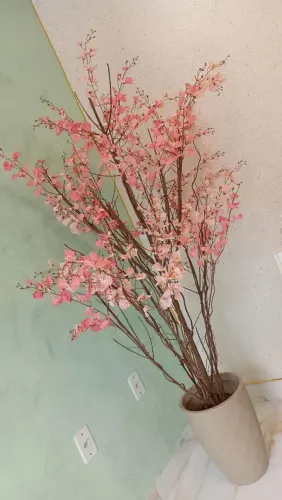 Cerejeira