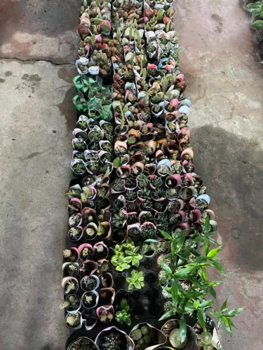 Lote de Cactus atacado