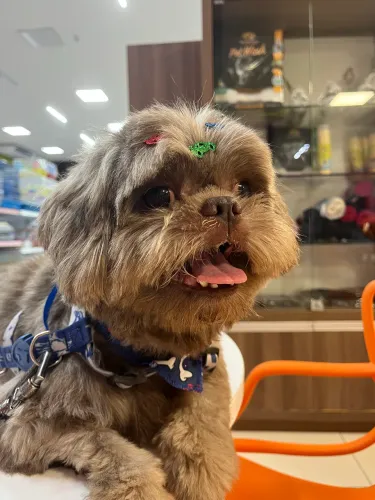 A procura de uma namoradinha 