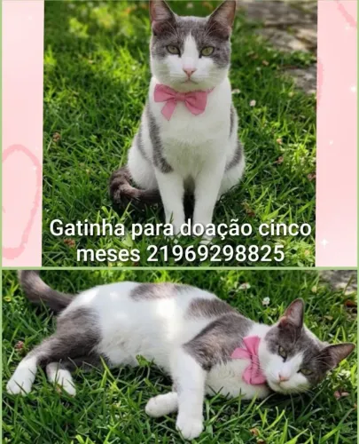 Gata doação 