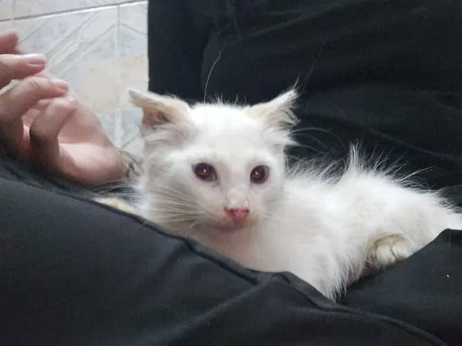 Gatinho Macho Filhote Gato Adoção Responsável
