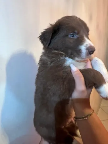 O mais inteligente do mundo border Collie 