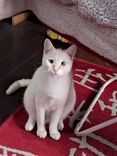 Adoção Gato Macho Castrado