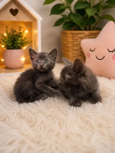 Russian Blue Bebês