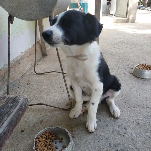 Filhote de Border Collie