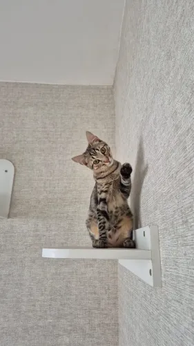 Gato para adoção 