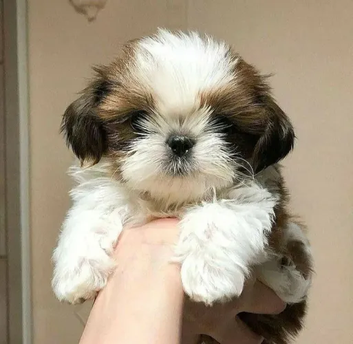 Maravilhoso filhote de shih tzu macho 