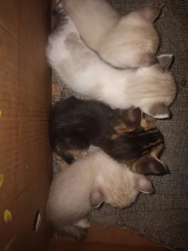 Gatinhos