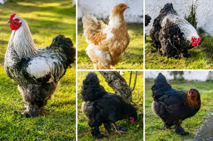 Vendo Galinhas e Galo Brahma