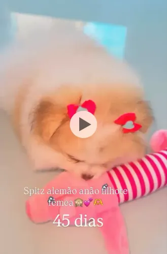 Spitz alemão filhote fêmea