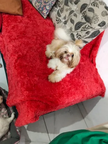 Filhote macho de Shih tzu 8 meses