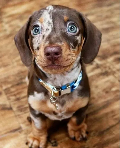 Dachshund Fêmeas Arlequim Chocolate ( Reserva 20 de julho ) 