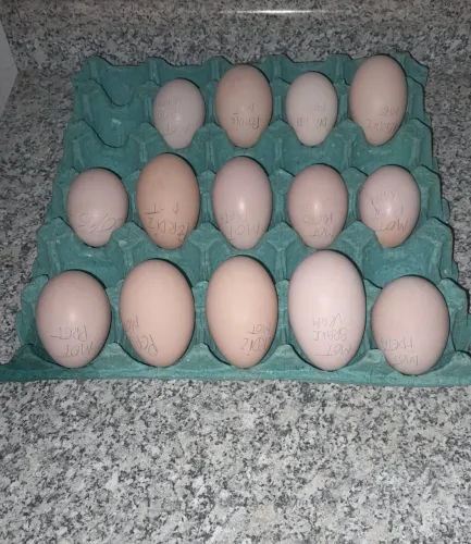 OVOS FÉRTEIS DE GSB GALINHA BALÃO